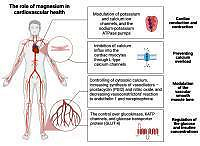 Magnesium’s role and demand in cardiovascular diseases