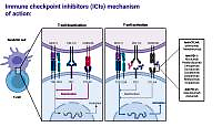 Dermatological complications resulting from Immune Checkpoint Inhibitors: a case for primary care physicians